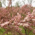 Tamarix aestivalis